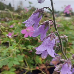 Campanula Sarmatica